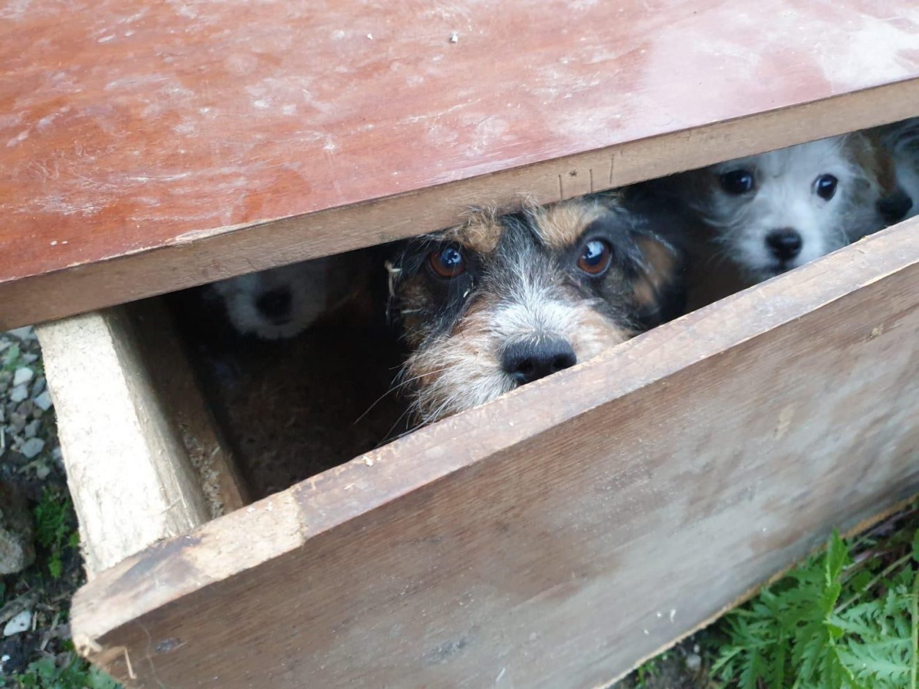 A csíkszeredai telepen 240-270 kutyát tartanak, tulajdonképpen várólista van, hogy újabb állatok bekerülhessenek •  Fotó: ProAnimalia