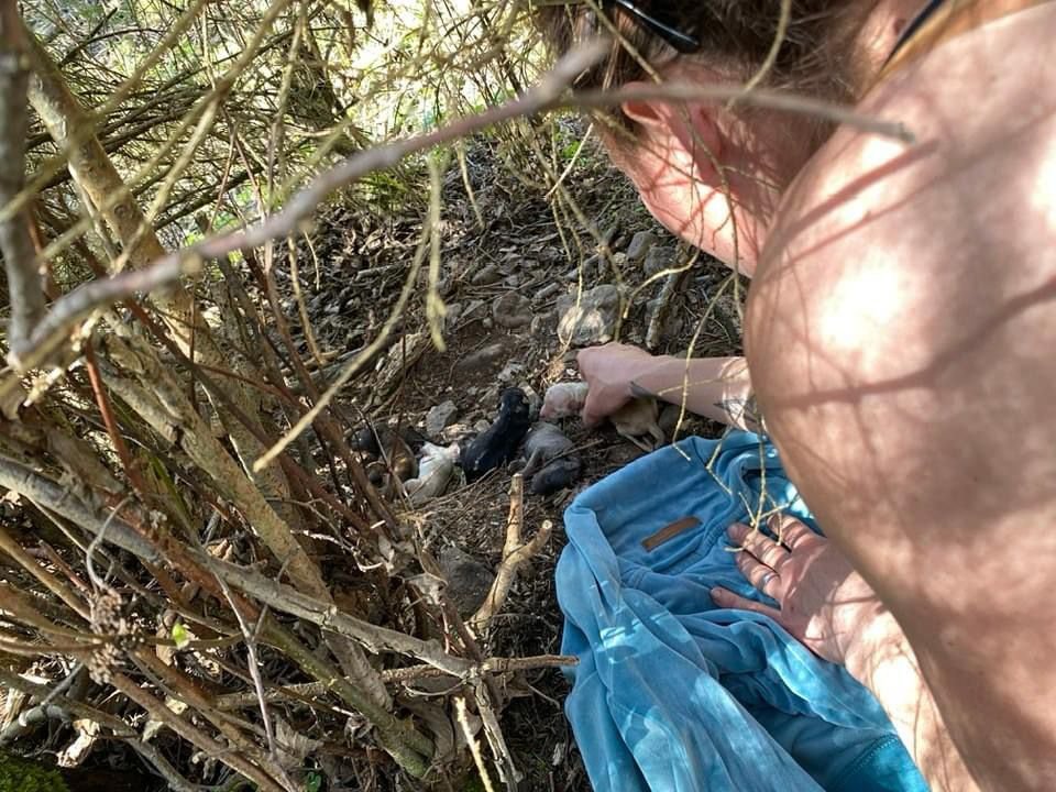 Fontos felhívni a figyelmet az ivartalanítás szükségességére, hiszen egy kutyának egy év leforgása alatt akár 22 kölyke is születhet •  Fotó: ProAnimalia