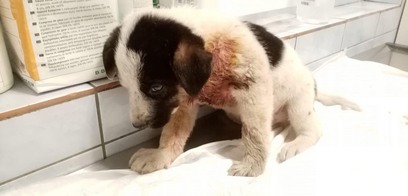 Sérült állatok is kerülnek a menhelyre •  Fotó: ProAnimalia