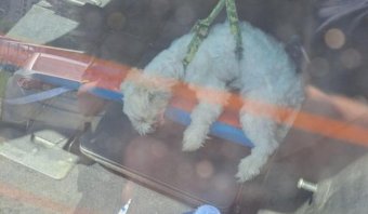 Rendőrök mentették ki a felforrósodott autóból az ölebet, a gazdáját megbírságolták