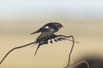 Védelemre szorul az állattartás visszaszorulása miatt is egyre csökkenő fecskeállomány
