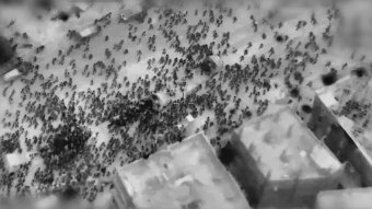 Több mint százan meghaltak Gázában, amikor segélykonvoj körül gyülekező emberekre nyitott tüzet az izraeli hadsereg