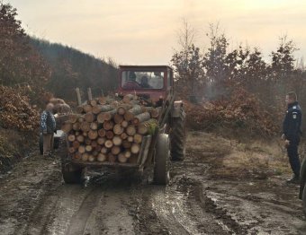 Falopás miatt 7000 ellenőrzést végeztek az erdőkben, 250 ezer lejnyi bírságot szabtak ki