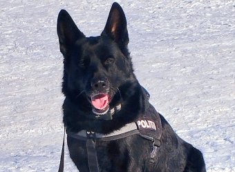 Gyilkosokat, rablókat is segített már elkapni a brassói rendőrkutya