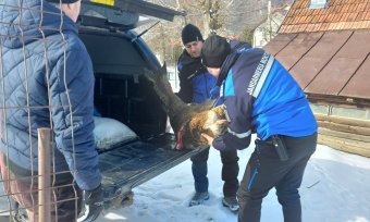 Csendőrök mentettek meg egy őzet a kóbor kutyáktól Brassó megyében