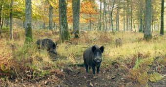 Zöld filmekkel hívják fel a figyelmet a környezetvédelemre