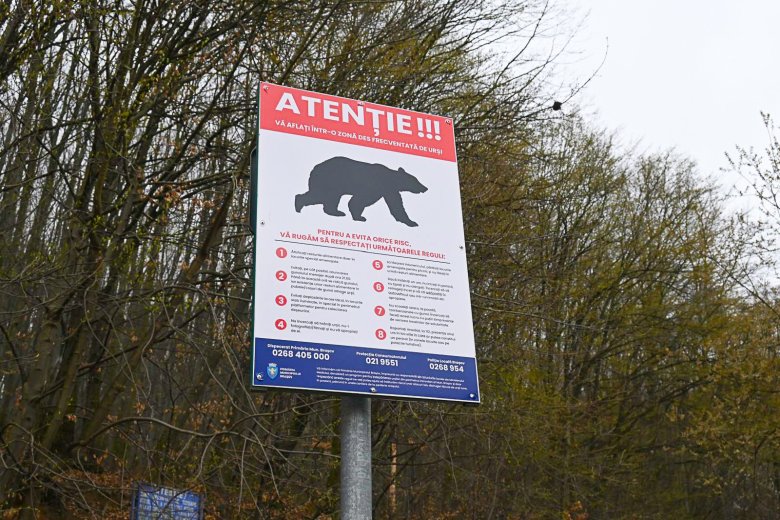 A medvék már nem csak az élőket zavarják, a temetőben is garázdálkodnak