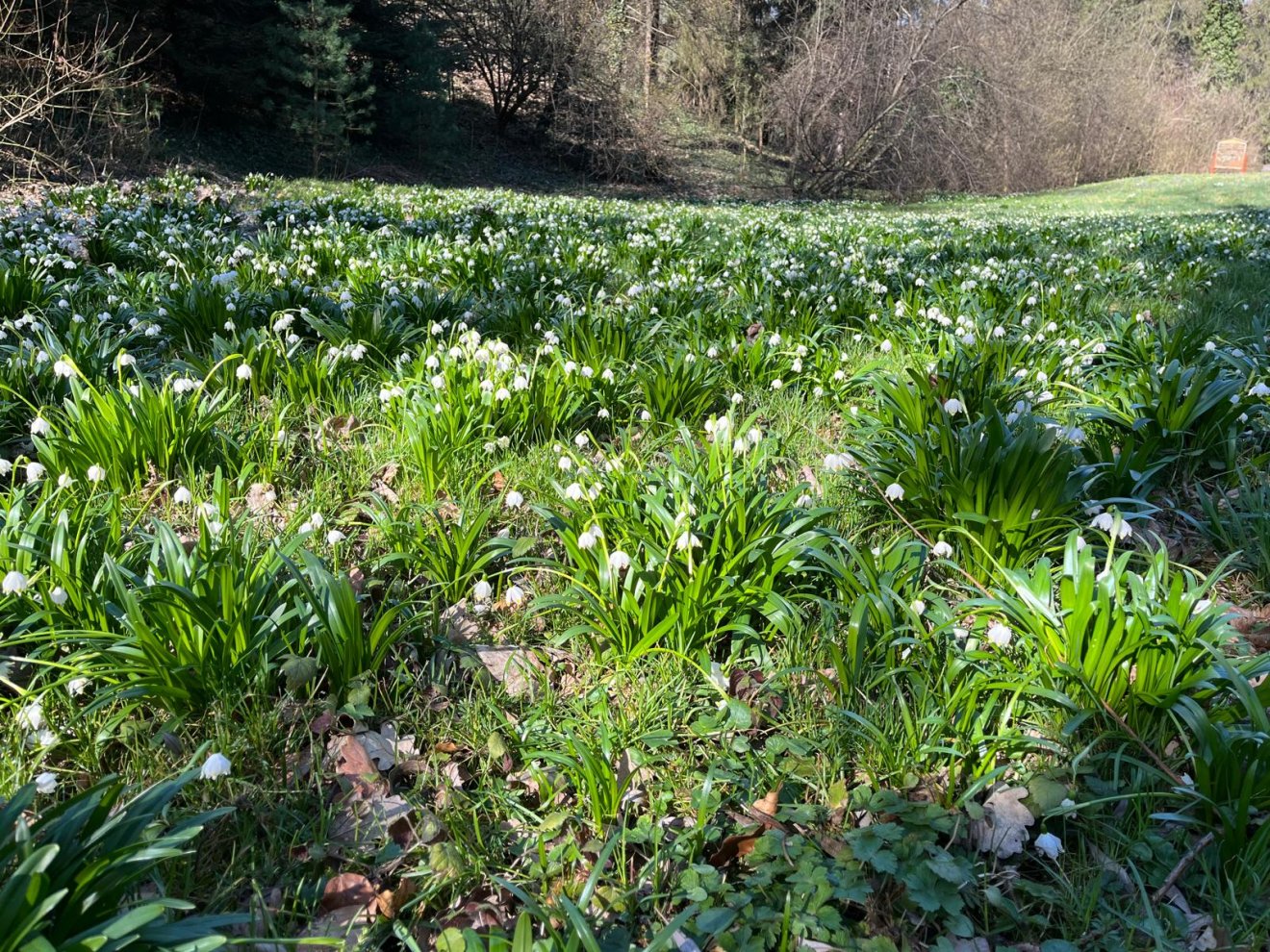 botanikus kert