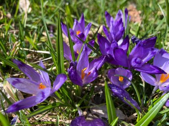 Nyílnak a különleges tavaszi virágok a kolozsvári botanikus kertben