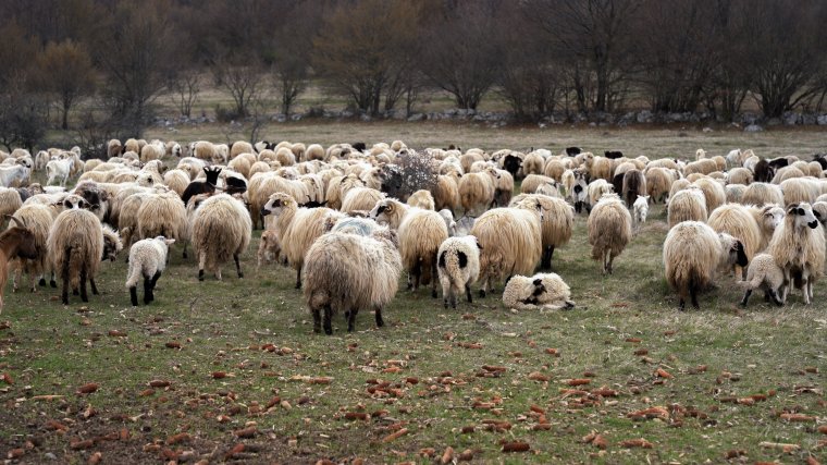 Hatalmas bírságot kockáztatnak a feketén dolgoztató mezőgazdasági farmok