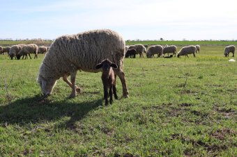 Megszűnt a kiskérődzők pestise miatt elrendelt élőállat-szállítási tilalom Arad megyében