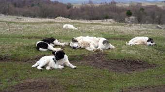 A honosított pásztorkutyák többsége „erős fegyver”, mintsem az itteni környezethez illeszkedő ház- vagy nyájőrző