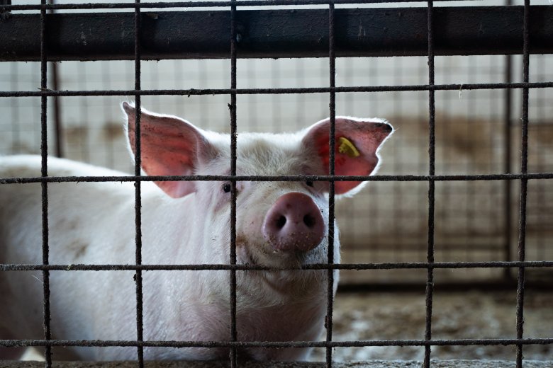 Csökkent az ünnep előtti hetekben a romániai sertéshús ára, de várhatóan emelkedni fog