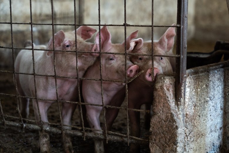 Sertéspestis Romániában: tartós válságot okoz a visszatérő járvány