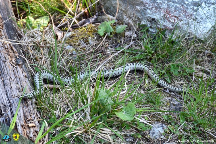 Kerüljük a kígyókkal való találkozást, de a vipera marása alapvetően nem halálos