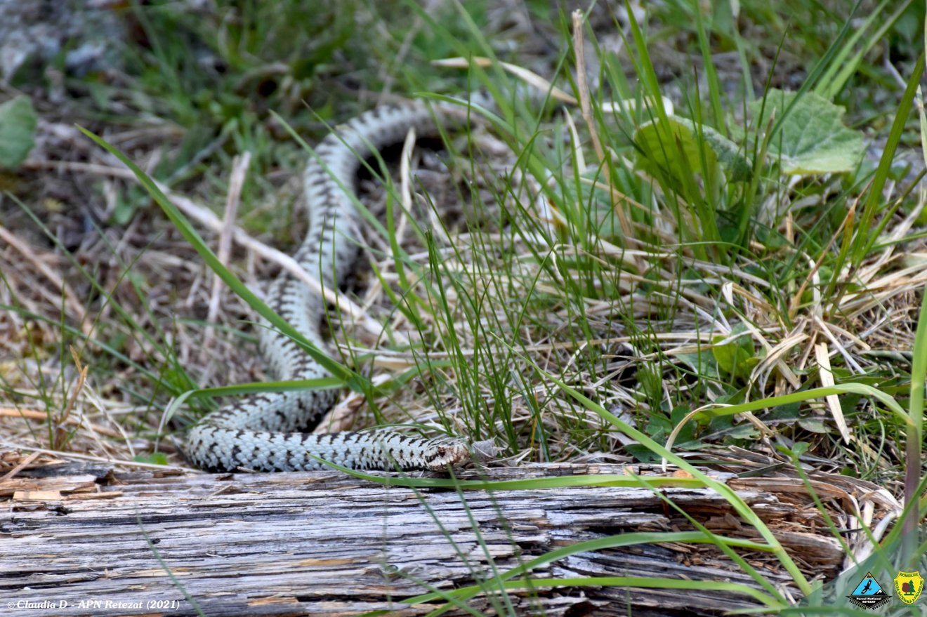 vipera