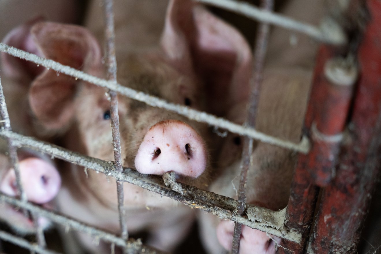 Viszonylag gyorsan zajlik a kárrendezés, nagyjából egy hónappal a sertéspestis megjelenését követően megkapja a kártérítést a farm tulajdonosa