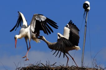 Hazalátogatott húsvétra egy magyarfenesi gólya, nem kértek belőle