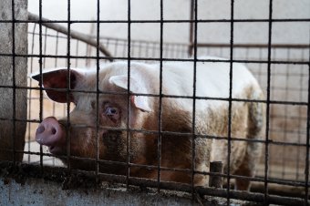 Felszámolták a sertéspestisgócot, feloldják a tiltásokat