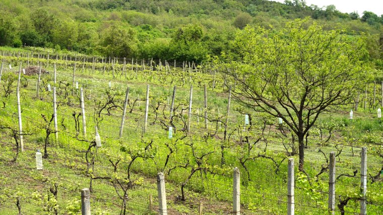 Javaslat: 3000 eurós hektáronkénti támogatást kaphatnak a fagykárt szenvedett gyümölcs- és szőlőtermesztők