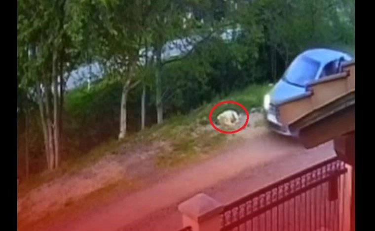 Kutyagyilkosság miatt keres a rendőrség egy férfit