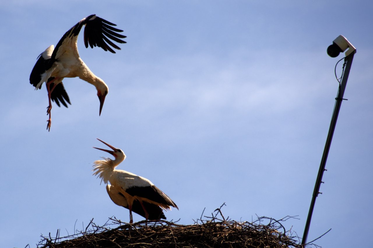 Az első fészekbe március 12-én, a másodikba március 8-án érkezett meg az első gólya &bullet;  Fotó: Gazda Árpád