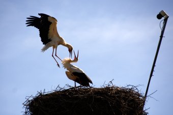 Most ön is végignézheti milyen a gólyák élete nálunk tavasztól őszig – videó