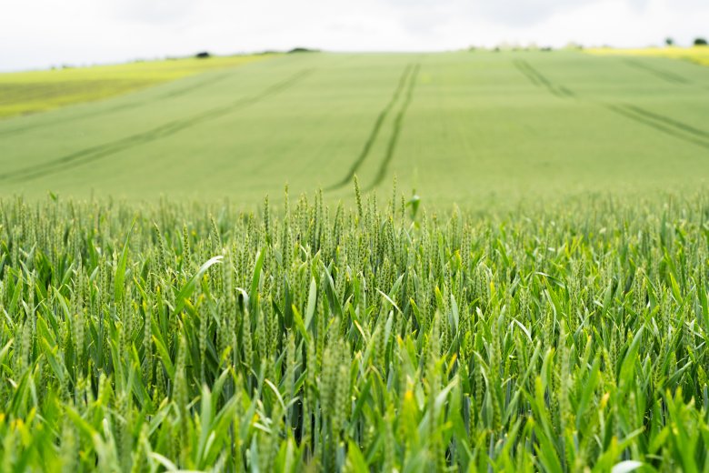 Ősi gabonafajták termesztésével reformálta meg a partiumi mezőgazdaságot egy svájci vállalkozó