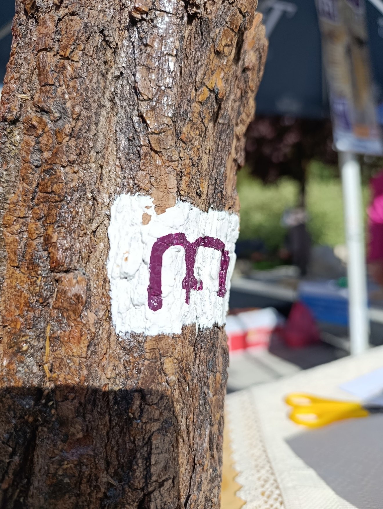 csíksomlyói búcsú