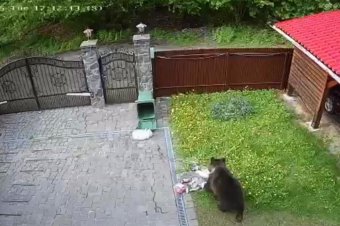 Brassó megyében hatalmas károkat okoztak idén a vadak, eddig 45 medvét lőttek ki