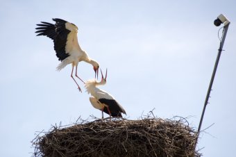Sáromberkén gyűrűzött gólya költözött a magyarfenesi fészekbe
