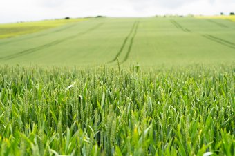APIA: június 13-ig lehet benyújtani az egységes agrártámogatási kérelmeket