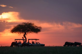 Óceánok mélyére és szafarikra kalauzol el a brassói LYNX fesztivál idei kiadása
