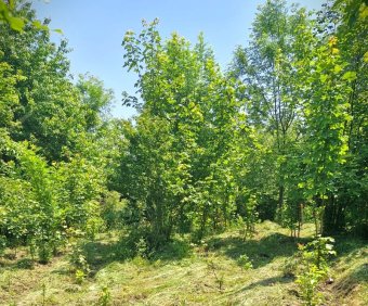 Erdészkonferencia Nagyváradon: Kárpát-medence-szerte hasonlóak a kihívások