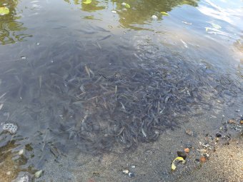 Jelentős halpusztulást okozott a Kis-Küküllőben a magas sókoncentráció