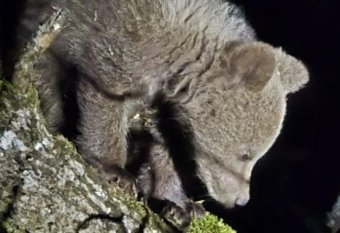A csendőröknek kellett elkergetniük a ház udvarán fára felmászott medvét az egyik erdélyi településen