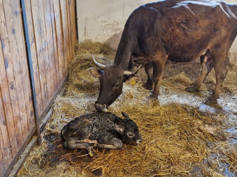 Őshonos, de már eltűntnek nyilvánított szarvasmarha-bikaborjú született a vásárhelyi állatkertben