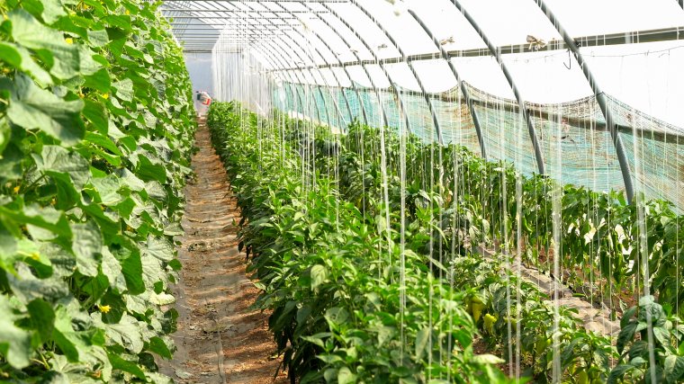 Ízletes paradicsom, paprika, uborka – Egy sikeres kalotaszegi zöldségesfarm története (VIDEÓ)