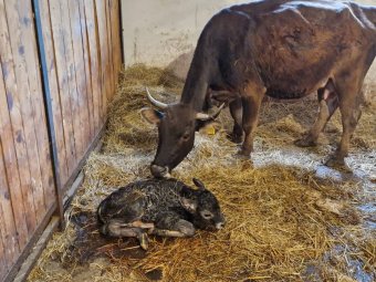 Őshonos, de már eltűntnek nyilvánított szarvasmarha-bikaborjú született a vásárhelyi állatkertben