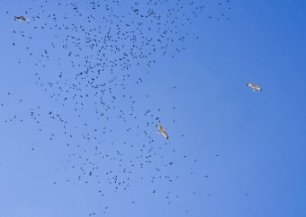 Minden adat számít: tízéves az OpenBirdMaps, a Milvus közösségi madártérképe (VIDEÓ)