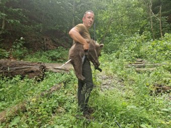 Befogták a motorost megölő medve egyik árván maradt bocsát, továbbra is keresik a másik kettőt