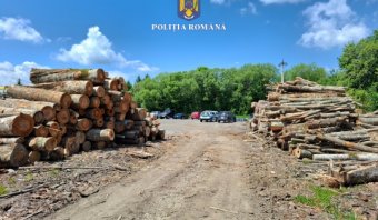 Erdészeti razzia Háromszéken: 121 bírságot róttak ki az ellenőrző szervek