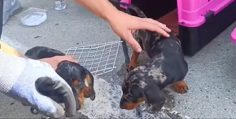 Hét kutyát mentettek ki a pénzügyőrök egy román furgon forró rakteréből