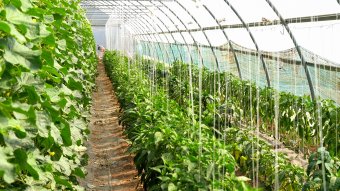 Ízletes paradicsom, paprika, uborka – Egy sikeres kalotaszegi zöldségesfarm története (VIDEÓ)