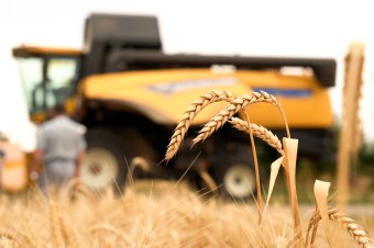 Fölényesen Románia exportálta a legtöbb búzát EU-s összevetésben