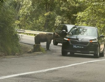 Továbbra is hemzsegnek a medvék a Transzfogarasi úton, a szaktárca ígér, de nem tett konkrét lépéseket