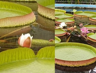 Lenyűgöző látvány fogadja a látogatókat a kolozsvári botanikus kertben: virágzik az óriás-tündérrózsa