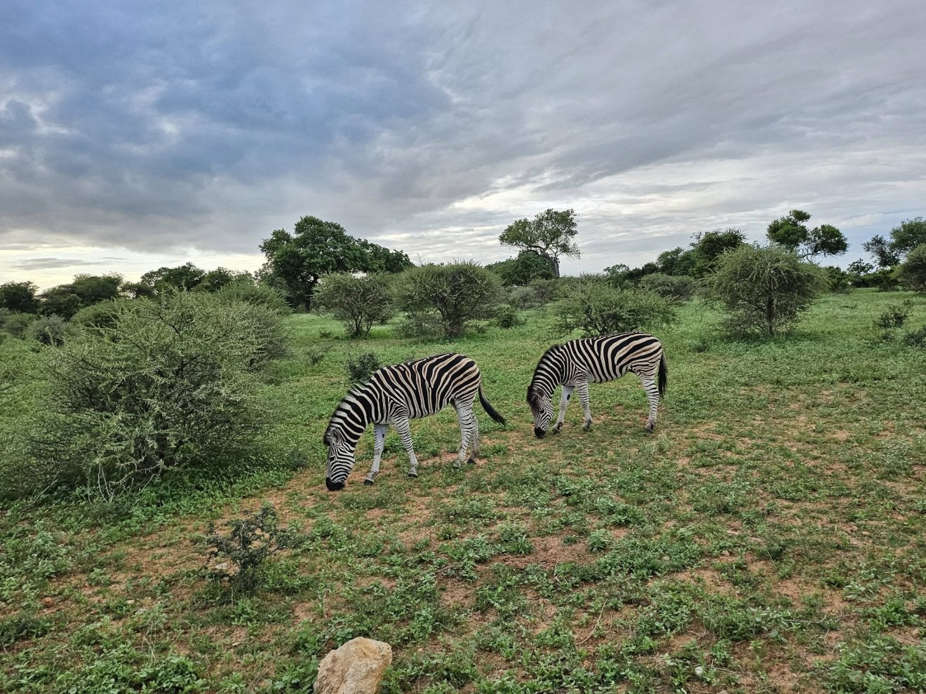 afrika, kongó, Kongóban