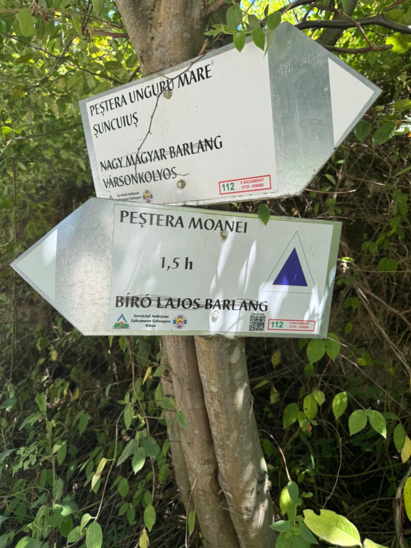 Vársonkolyos Királyerdő