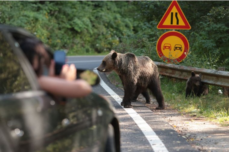 Ismét medve támadott egy külföldi motorosra a Transzfogarasi úton